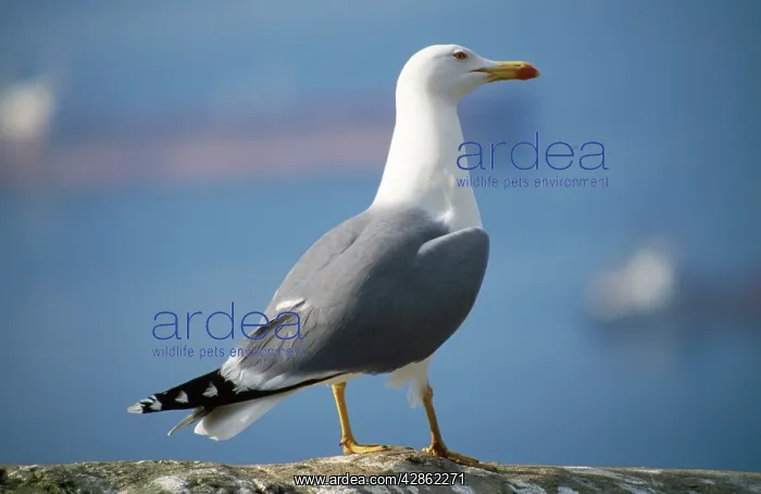 : Yellow-legged Gull / Caspian Gull : Yellow-legged Gull / Caspian Gull