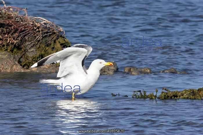 : Yellow-legged Gull / Caspian Gull : Yellow-legged Gull / Caspian Gull