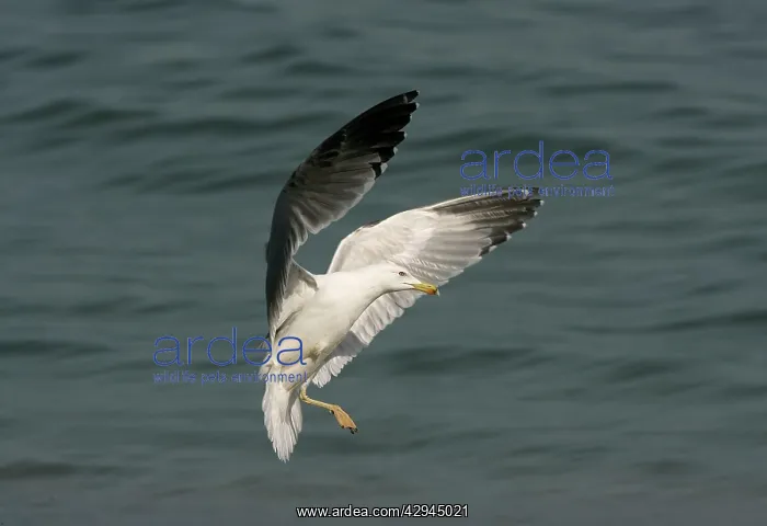 : Yellow-legged Gull / Caspian Gull - with only one : Yellow-legged Gull / Caspian Gull - with only one