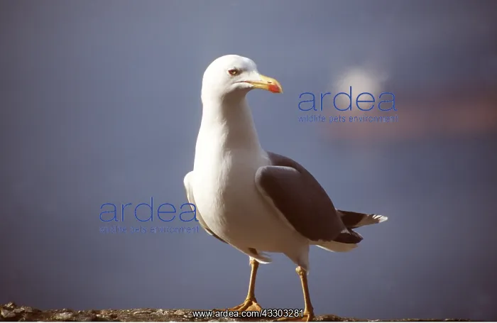 : Yellow-legged Gull / Caspian Gull : Yellow-legged Gull / Caspian Gull