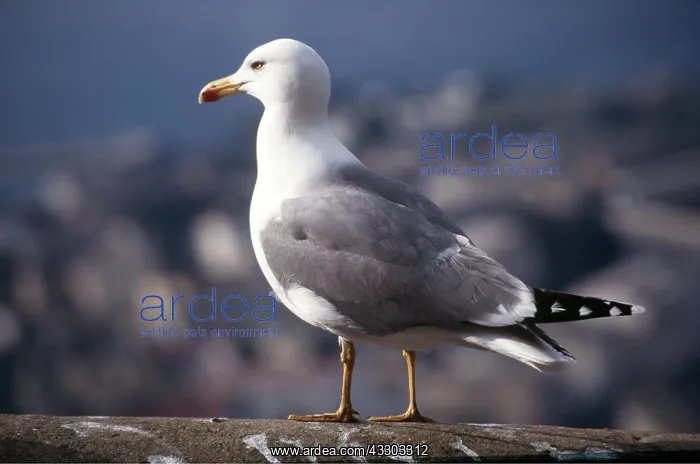 : Yellow-legged Gull / Caspian Gull : Yellow-legged Gull / Caspian Gull
