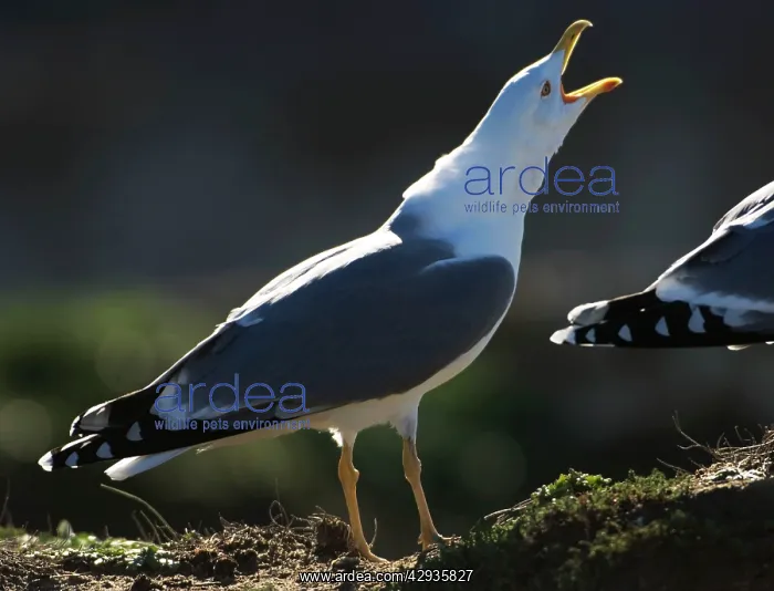 : Yellow-legged Gull / Caspian Gull - adult in winter : Yellow-legged Gull / Caspian Gull - adult in winter