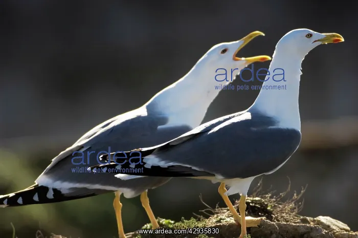 : Yellow-legged Gull / Caspian Gull - adult winter : Yellow-legged Gull / Caspian Gull - adult winter