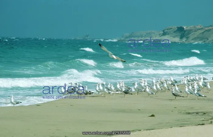 : Yellow-legged Gull / Caspian Gull - on beach : Yellow-legged Gull / Caspian Gull - on beach