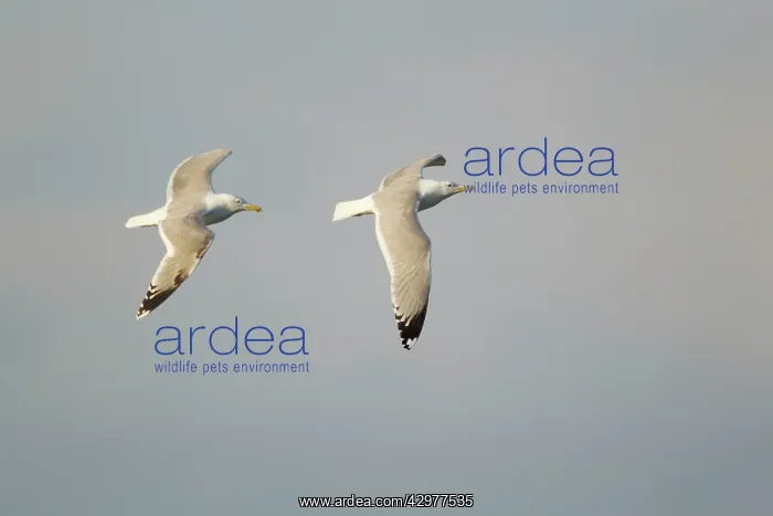 : Yellow-legged Gull - chase in flight : Yellow-legged Gull - chase in flight