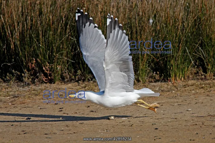 : Yellow-legged Gull - in flight : Yellow-legged Gull - in flight