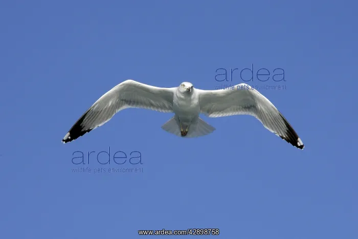 : Yellow-legged Gull - in flight : Yellow-legged Gull - in flight