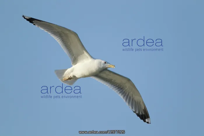 : Yellow-legged Gull - in flight : Yellow-legged Gull - in flight