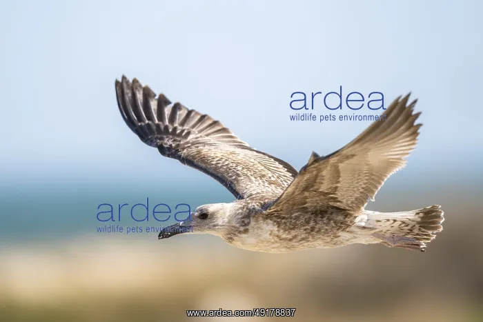 : Yellow-legged gull (Larus michahellis) youngster : Yellow-legged gull (Larus michahellis) youngster