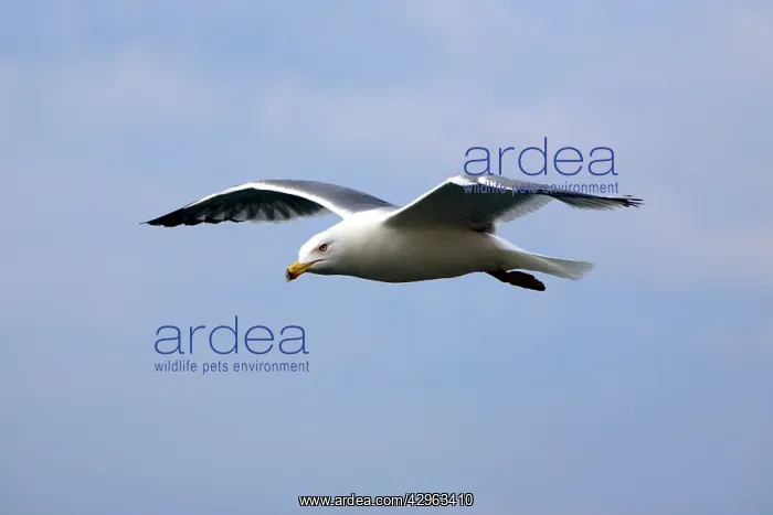 : Yellow-legged Gull - Marseille France : Yellow-legged Gull - Marseille France