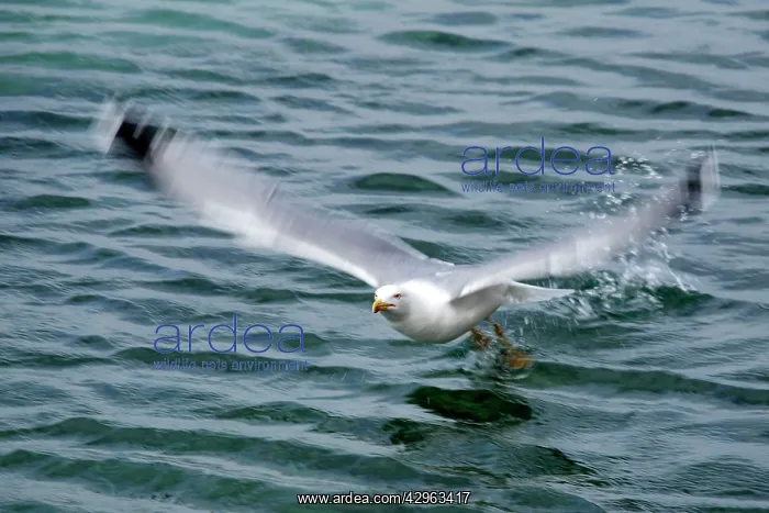 : Yellow-legged Gull - Marseille France : Yellow-legged Gull - Marseille France