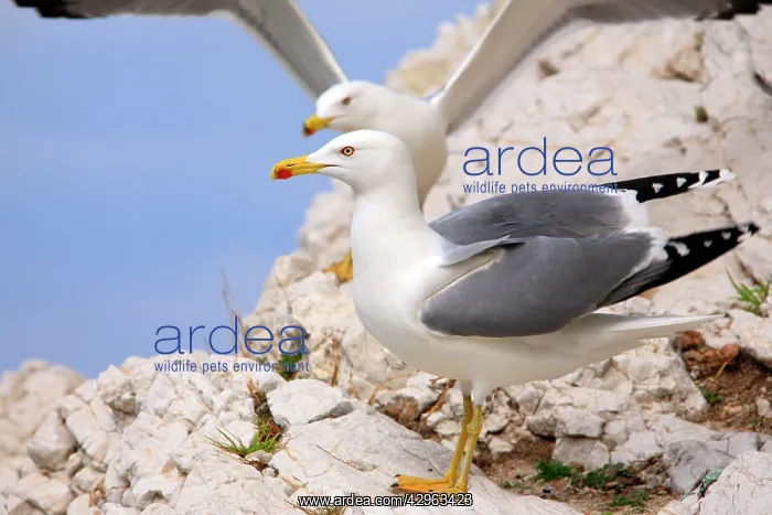 : Yellow-legged Gull - Marseille France : Yellow-legged Gull - Marseille France