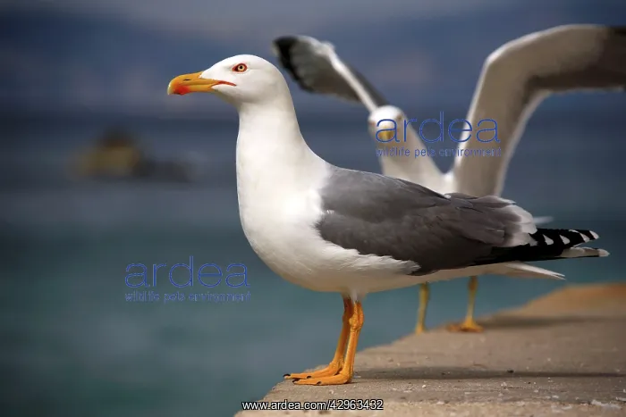 : Yellow-legged Gull - Marseille France : Yellow-legged Gull - Marseille France