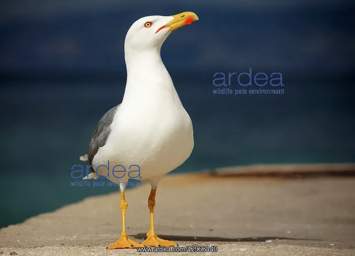 : Yellow-legged Gull - Marseille France : Yellow-legged Gull - Marseille France