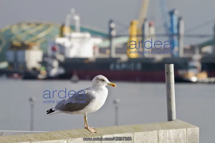 : Yellow-Legged Gull - resting on harbour : Yellow-Legged Gull - resting on harbour