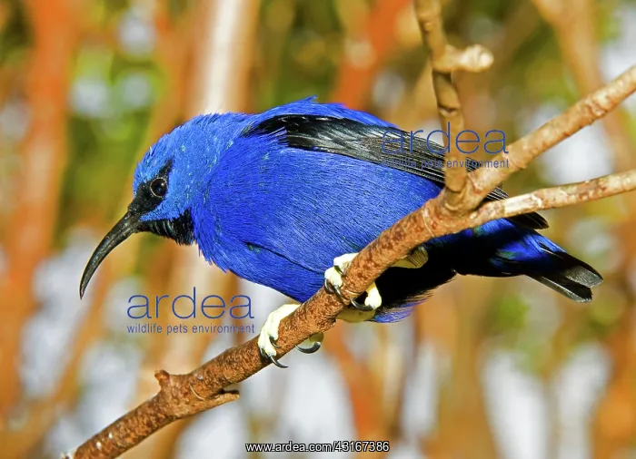 : Yellow Legged Honeycreeper : Yellow Legged Honeycreeper