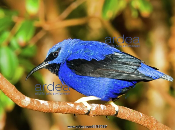 : Yellow Legged Honeycreeper : Yellow Legged Honeycreeper
