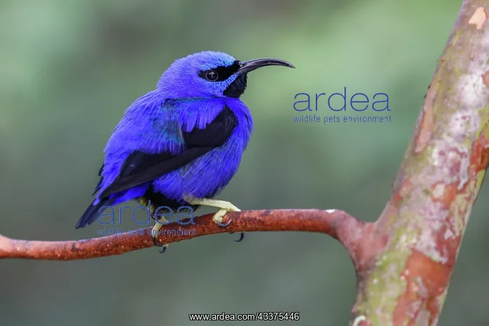 : Yellow-legged honeycreeper, native to South America : Yellow-legged honeycreeper, native to South America