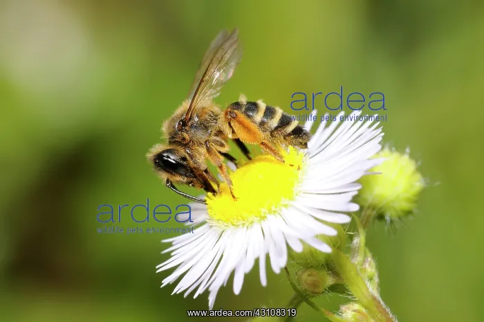: Yellow-legged Mining Bee (Andrena flavipes) female : Yellow-legged Mining Bee (Andrena flavipes) female