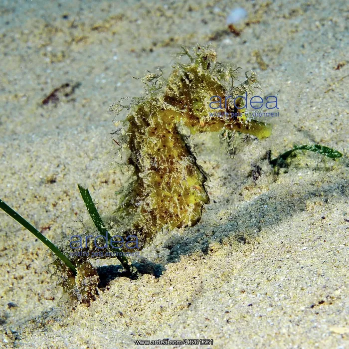: Yellow longnose seahorse (Hippocampus guttulatus) : Yellow longnose seahorse (Hippocampus guttulatus)