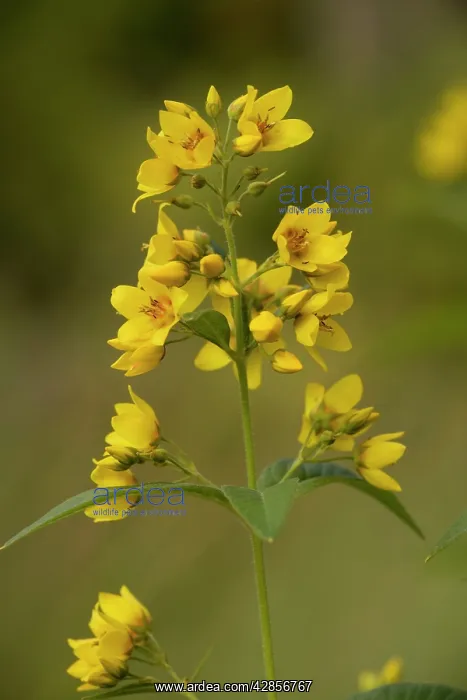 : Yellow loosestrife : Yellow loosestrife