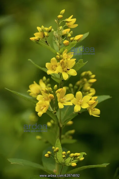 : Yellow loosestrife : Yellow loosestrife