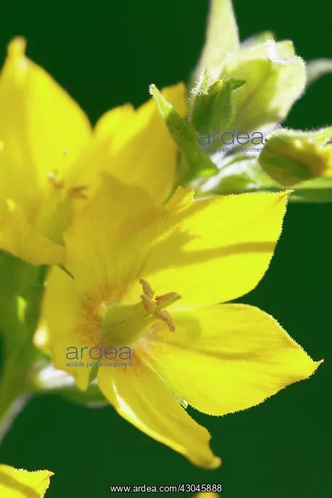 : Yellow loosestrife : Yellow loosestrife