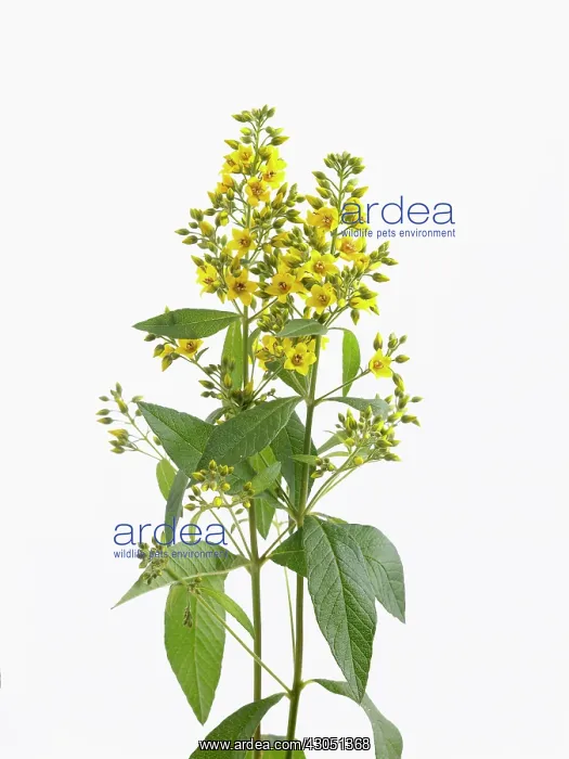 : Yellow loosestrife : Yellow loosestrife