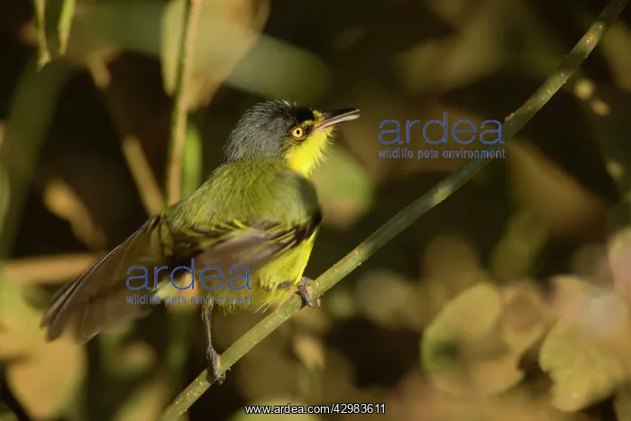 : Yellow-lored Tody-Flycatcher / Grey-headed Tody-Flycatcher : Yellow-lored Tody-Flycatcher / Grey-headed Tody-Flycatcher