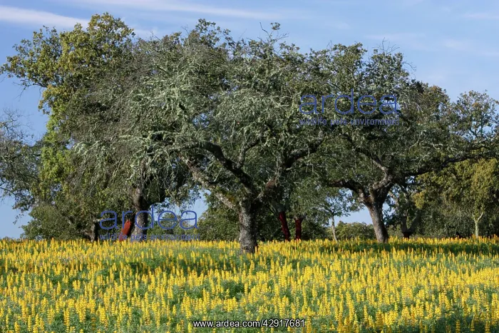 : Yellow Lupin - planted under Cork Oak (Quercus suber) : Yellow Lupin - planted under Cork Oak (Quercus suber)