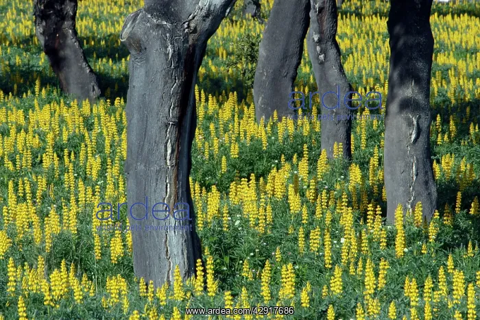 : Yellow Lupin - planted under Cork Oak (Quercus suber) : Yellow Lupin - planted under Cork Oak (Quercus suber)