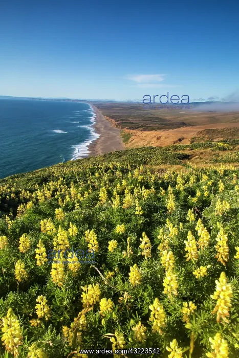 : Yellow lupine above Point Reyes Beach at : Yellow lupine above Point Reyes Beach at