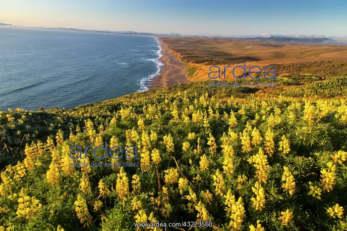  : Yellow lupine above Point Reyes Beach at