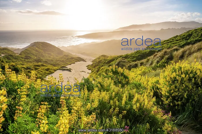 : Yellow Lupines (Lupinus luteus) on sand dunes, view : Yellow Lupines (Lupinus luteus) on sand dunes, view