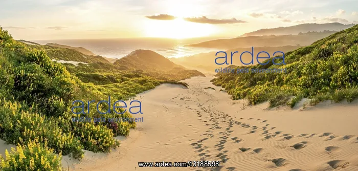 : Yellow Lupines (Lupinus luteus) on sand dunes, view : Yellow Lupines (Lupinus luteus) on sand dunes, view