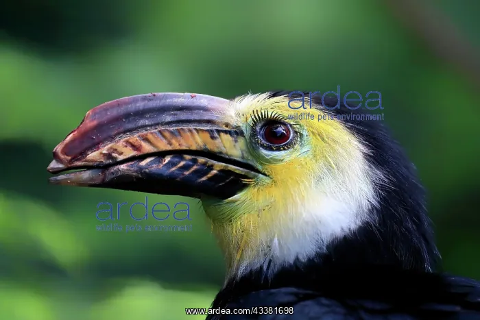 : Yellow-masked Hornbill (Rhabdotorrhinus exarhatus : Yellow-masked Hornbill (Rhabdotorrhinus exarhatus