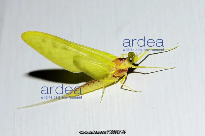 : Yellow Mayfly (Ameletopsis perscitus, dun stage : Yellow Mayfly (Ameletopsis perscitus, dun stage