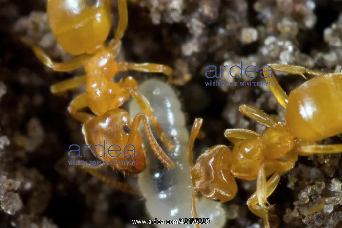: Yellow Meadow Ant : Yellow Meadow Ant