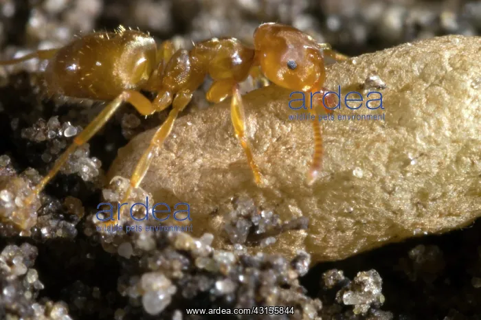 : Yellow Meadow Ant : Yellow Meadow Ant