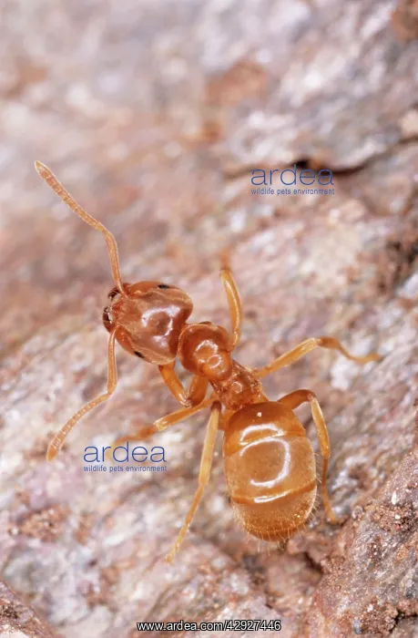 : Yellow Meadow ANT - on wood : Yellow Meadow ANT - on wood