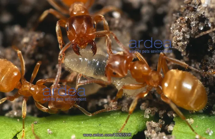 : Yellow Meadow Ants (Lasius flavus) carrying an : Yellow Meadow Ants (Lasius flavus) carrying an