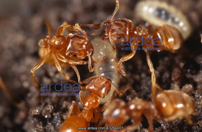 : Yellow Meadow Ants (Lasius flavus) carrying an : Yellow Meadow Ants (Lasius flavus) carrying an