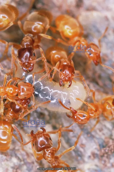  : YELLOW MEADOW ANTS - tending larvae