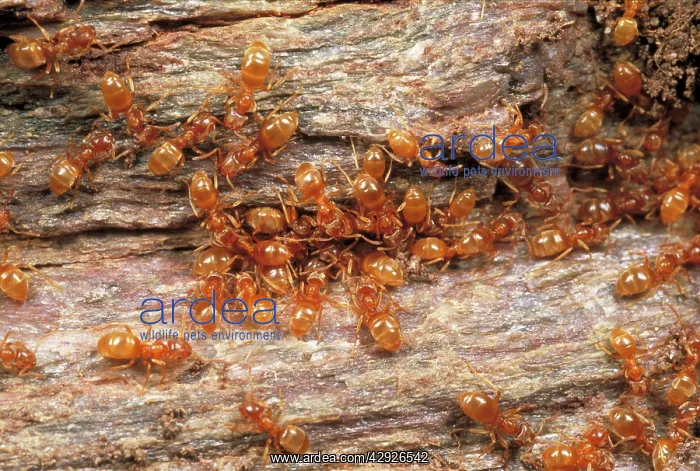 : YELLOW MEADOW ANTS - ON WOOD : YELLOW MEADOW ANTS - ON WOOD
