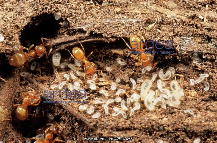 : Yellow Meadow ANTS - with young larvae : Yellow Meadow ANTS - with young larvae