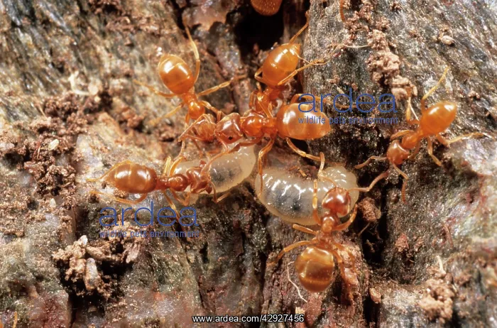 : Yellow Meadow ANTS - with young larvae : Yellow Meadow ANTS - with young larvae