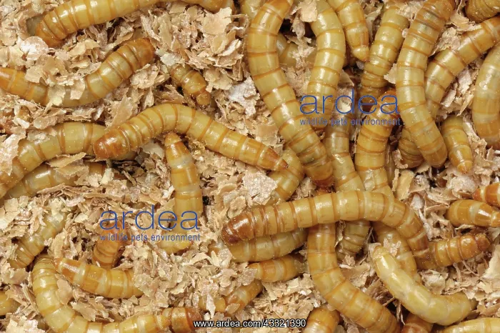  : Yellow mealworm