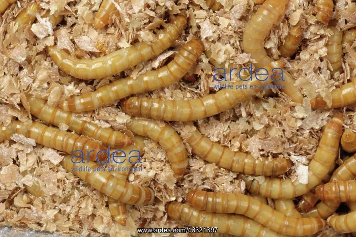 : Yellow mealworm : Yellow mealworm