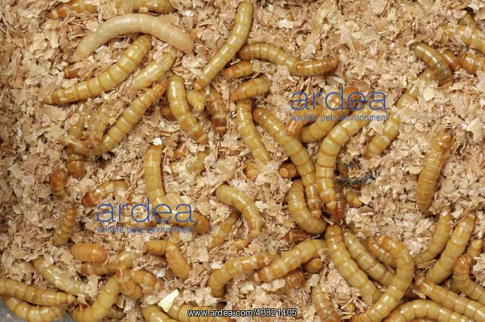 : Yellow mealworm : Yellow mealworm