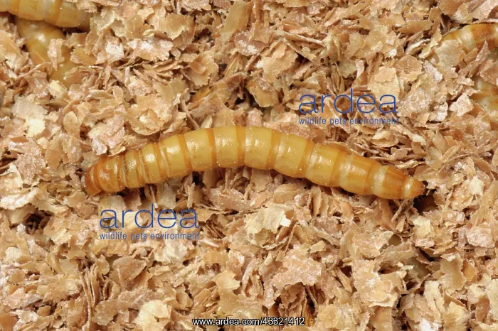 : Yellow mealworm : Yellow mealworm